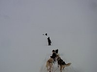 Dog sledding in a white emptiness