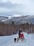 Dogsledding in Vindelfjaellen nature reserve