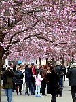 Stockholm cherry blossoms