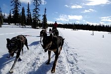 Umnas area dog sledding