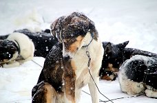 Dog and snowflakes