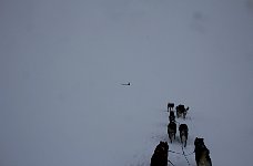 Dogsledding in the wind and snow