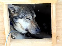 Dog resting in dog house