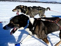 Sled dogs on the run