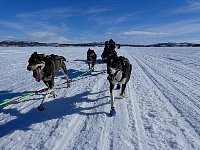 Sled dogs on the run