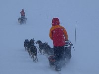 Dogsledding in the wind and snow