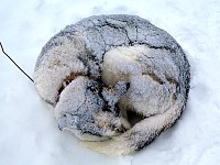 Curled up dog in snow