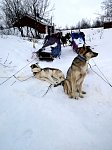 Dogs at Laislodge