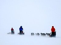 Dogsledding in whiteout