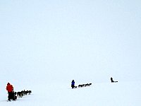 Dogsledding in whiteout
