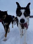 Sled dogs Pippin and Zink