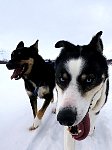 Sled dogs Pippin and Zink
