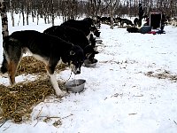 Dogs feeding at Taerna lake