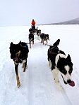 Dogsledding on Taerna Lake