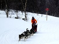 Dogsledding on wide forest trail