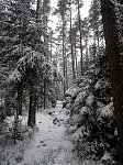 Forest near Skinnskatteberg