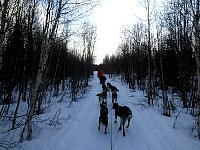 Early morning dogsledding in forest