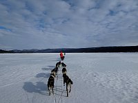 Dog sledding on lake