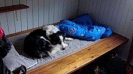 Annie occupying bed