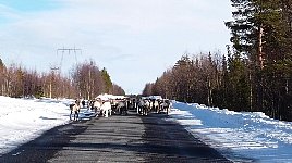 Reindeer on road