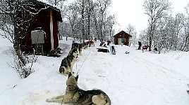 Dogs at Saltolukta