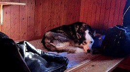 Dogs in Parte cabin