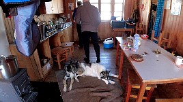 Dogs in Parte cabin