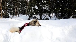 Homy in his snow hole