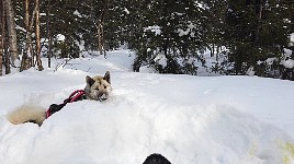 Homy in his snow hole