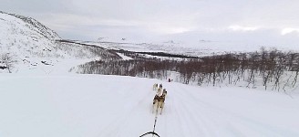 Fast downhill dog sledding