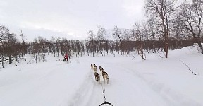 Fast downhill dog sledding