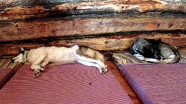 Dogs resting in hunting cabin
