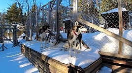 Dogs at the kennel in Jokkmokk