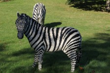 Lego Zebra