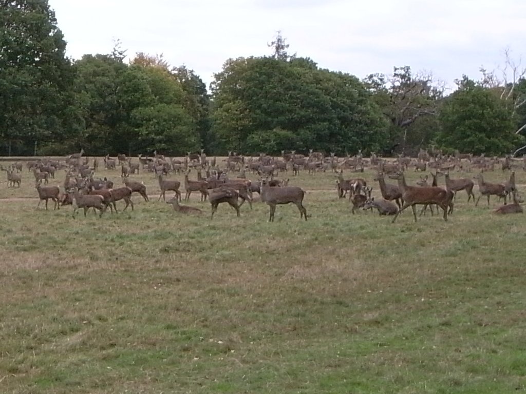 Deer in Great Windsor Park