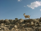 Goat grazing in Mitzpe Ramon