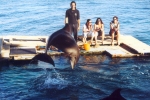 Dolphin during training session