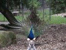 Peacock, ignored by a kangaroo