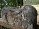 Tawny Frogmouth, Tasmanian Devil Park