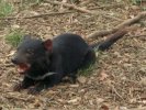 Tasmanian Devil, Tasmanian Devil Park