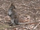 Kangaroo, Tasmanian Devil Park