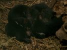 Young Tasmanian Devils, Tasmanian Devil Park