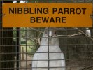 Nibbling parrot, Tasmanian Devil Park