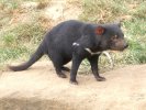 Tasmanian Devil, Tasmanian Devil Park