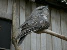 Tawny Frogmouth, Tasmanian Devil Park