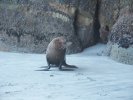 Fur seal