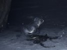 Fur seal pup in rock cave