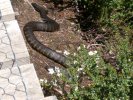 Tiger Snake, Cradle Mountain National Park