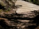 Snake, Cradle Mountain National Park