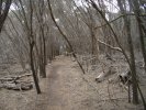 Trees at Freycinet National Park